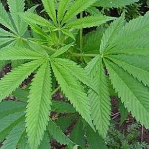 Cannabis sativa Blad