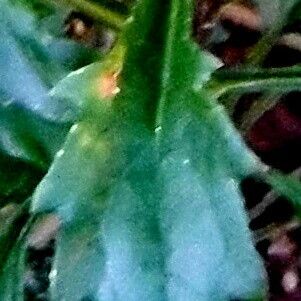 Leucanthemum vulgare Leaf