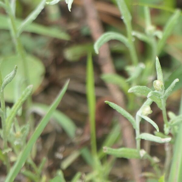 Pseudognaphalium luteoalbum Blad