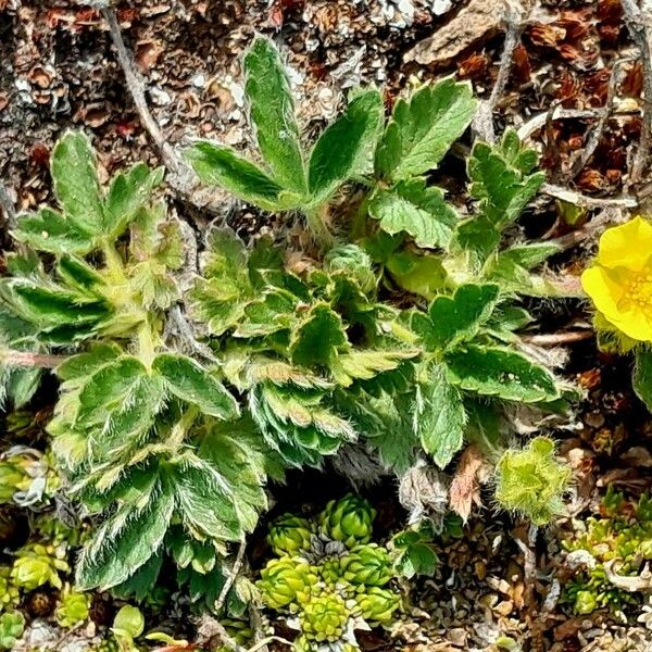 Potentilla crantzii Flower