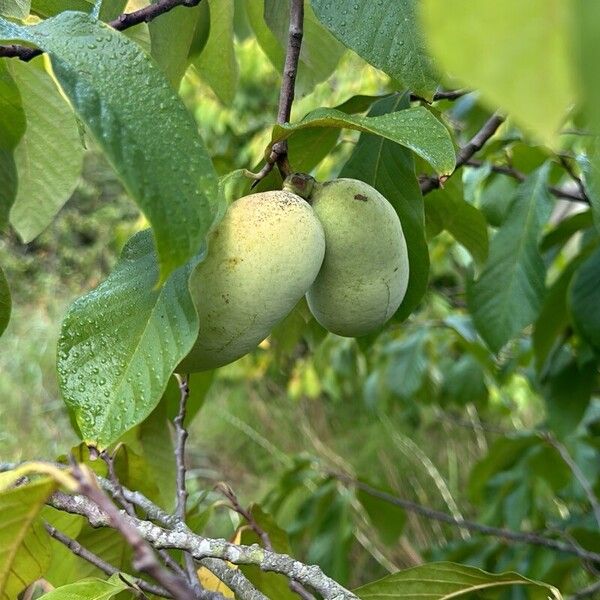 Asimina triloba 叶