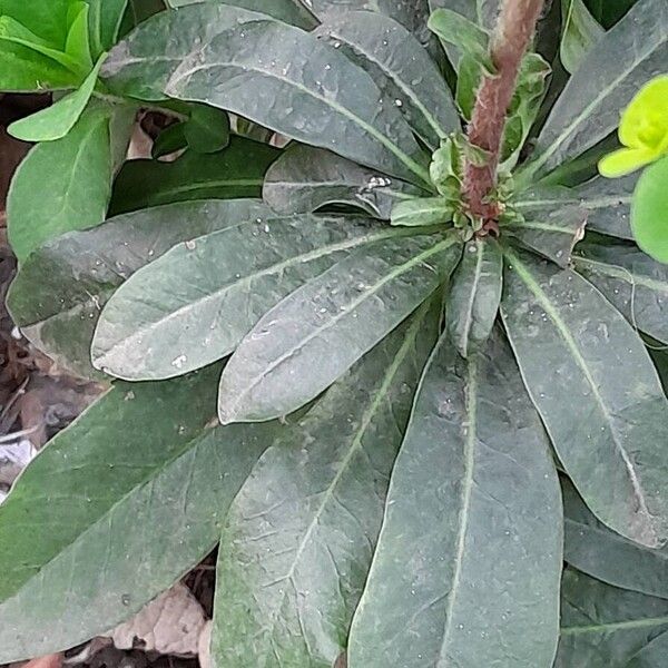 Euphorbia amygdaloides Leaf