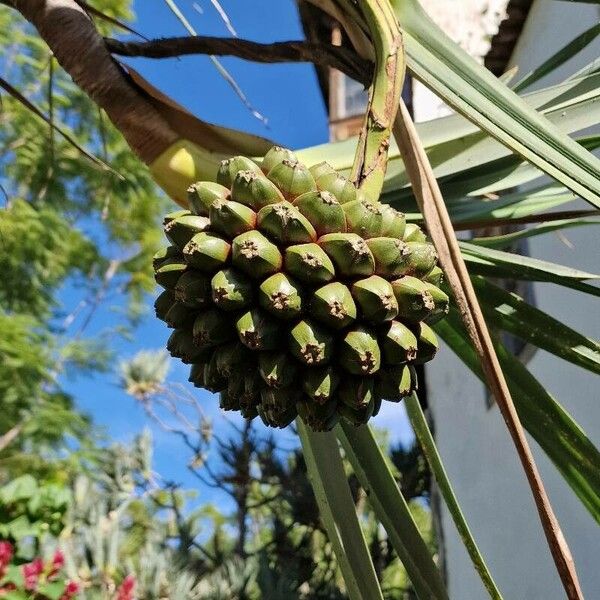 Pandanus utilis 果