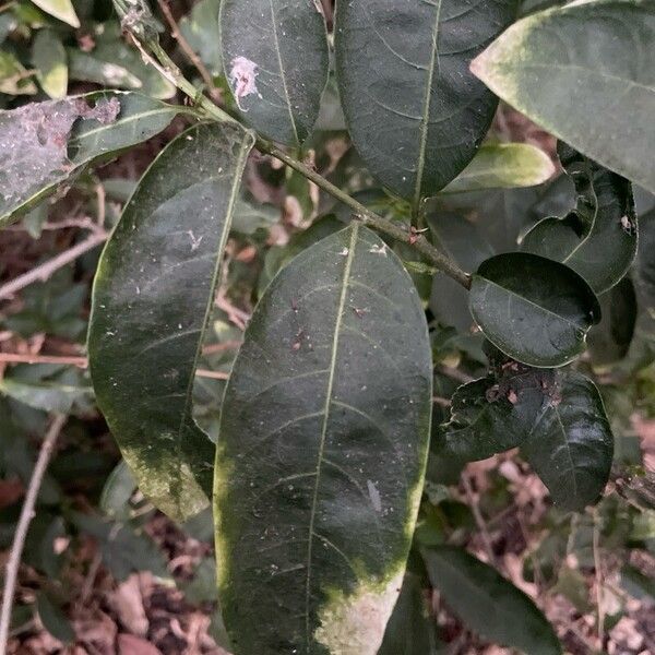 Cestrum nocturnum Листок