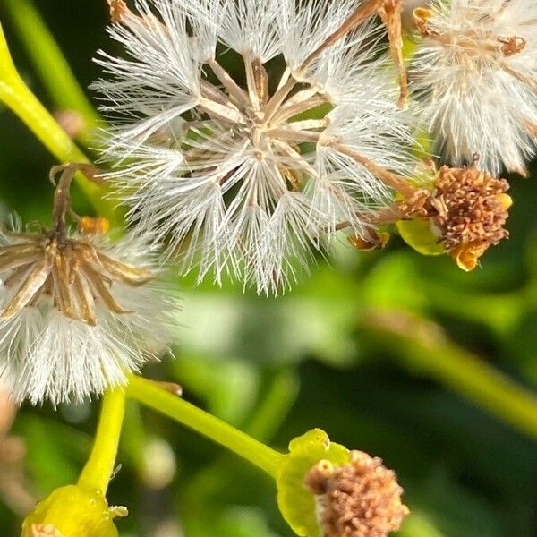 Senecio angulatus Fruto