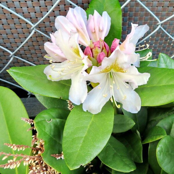 Rhododendron maximum 花