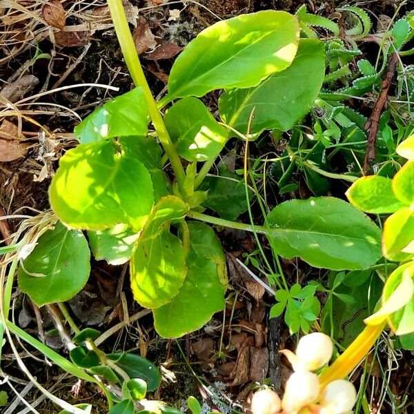 Pyrola minor Leaf