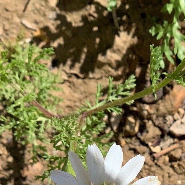 Anthemis pseudocotula पत्ता
