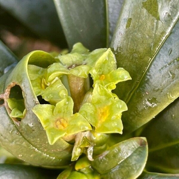 Daphne laureola Flor