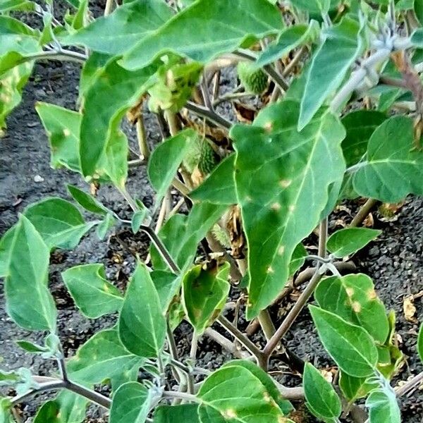 Datura wrightii برگ