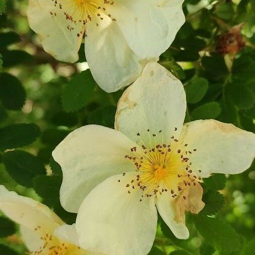 Rosa spinosissima Flor