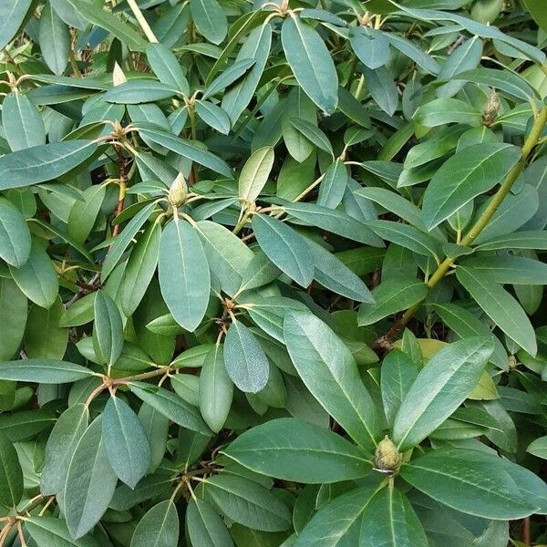 Rhododendron maximum Habit