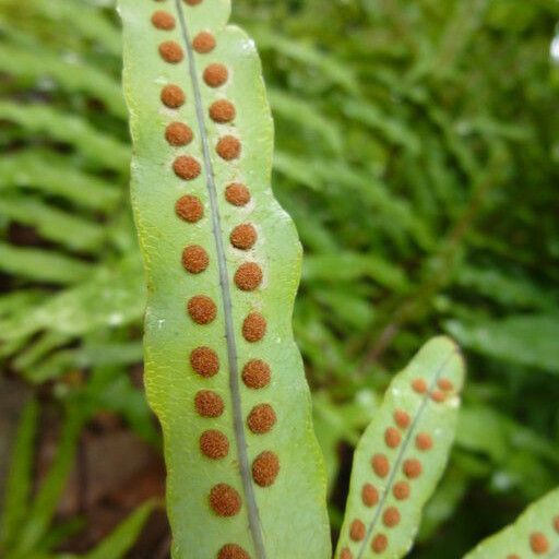 Phlebodium pseudoaureum Ліст