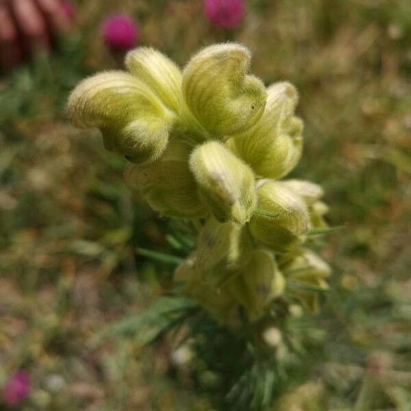 Aconitum anthora Fleur
