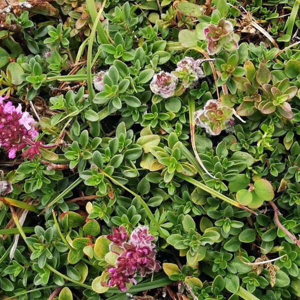 Thymus pulegioides Хабит