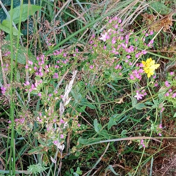 Centaurium erythraea 形态