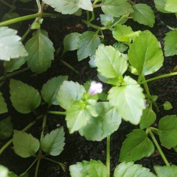 Torenia crustacea Flor