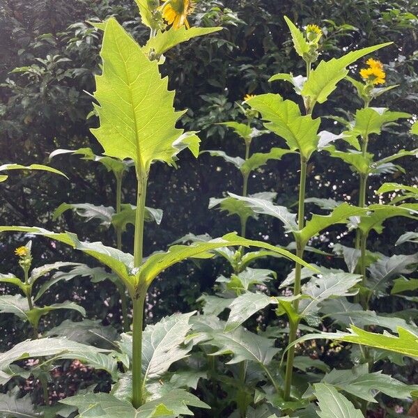 Silphium perfoliatum Levél