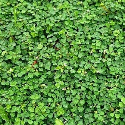 Desmodium triflorum Leaf