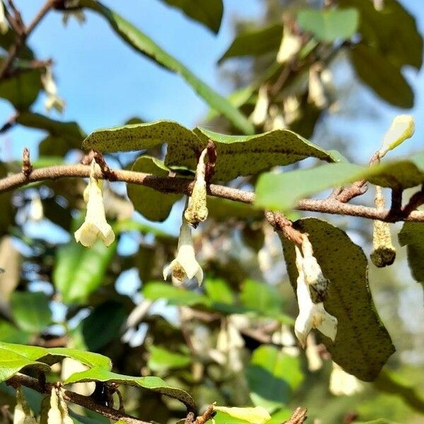 Elaeagnus pungens Flor