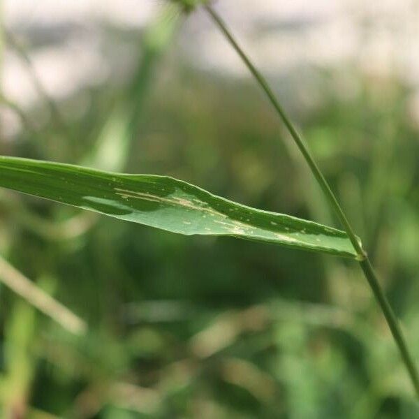 Setaria verticillata Levél