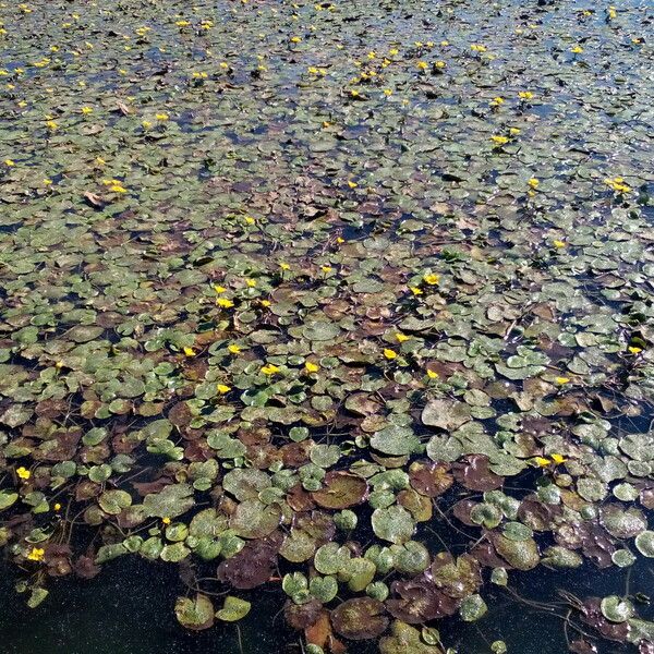 Nymphoides peltata Liść