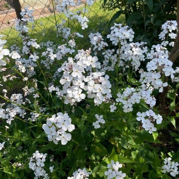 Hesperis matronalis Fiore