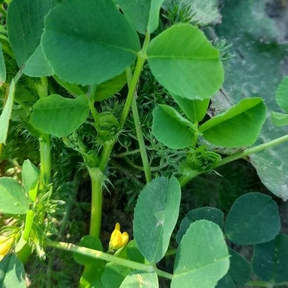 Medicago polymorpha Levél