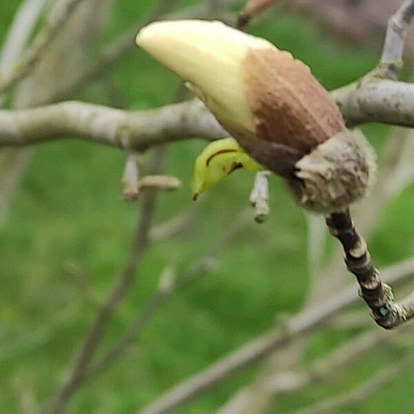 Magnolia kobus Cvet