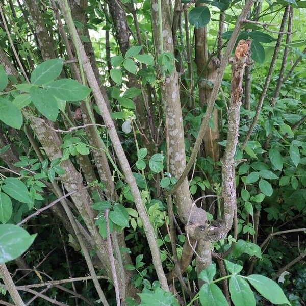 Staphylea pinnata Кара