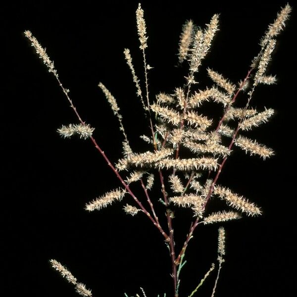 Tamarix chinensis Flower