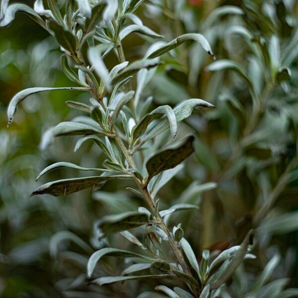 Artemisia cana Leaf