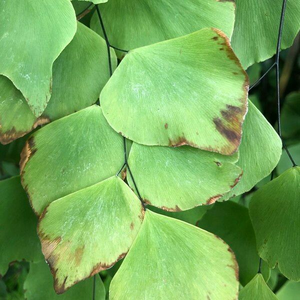 Adiantum peruvianum Leaf