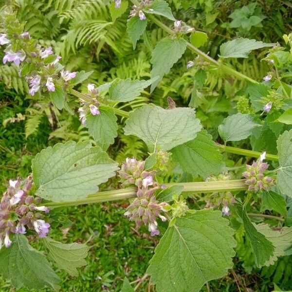 Anisomeles indica Leaf