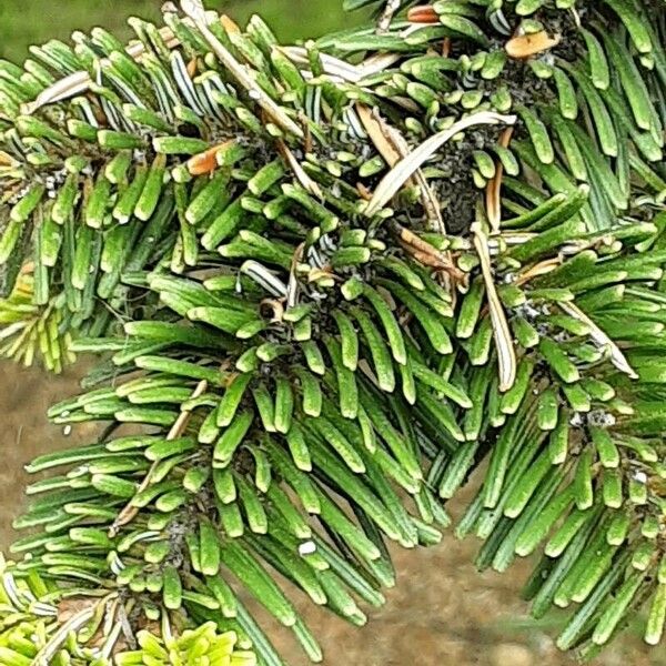 Abies nordmanniana Blad