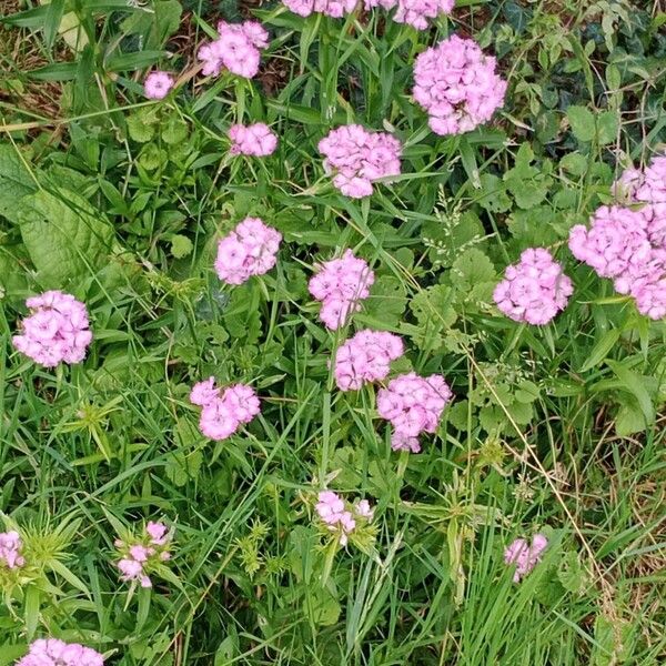 Dianthus barbatus Облик