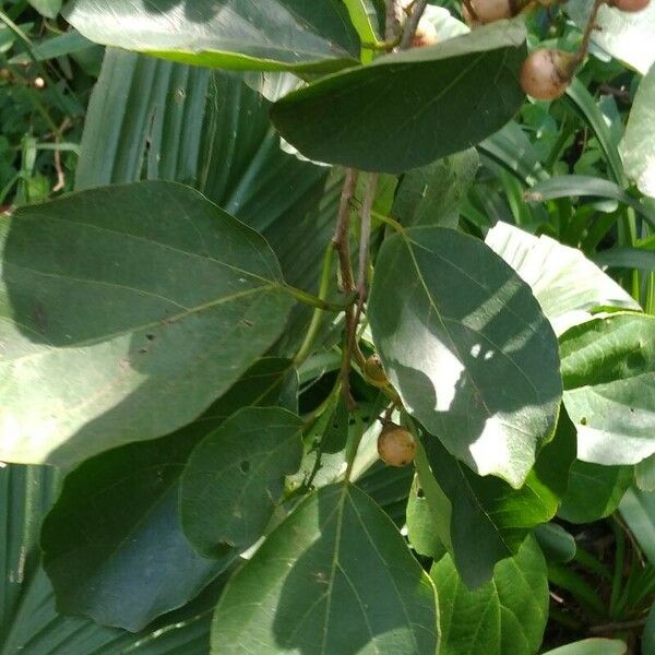 Cordia dichotoma Leaf