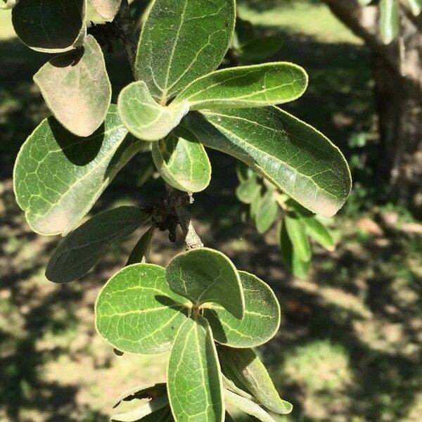 Strychnos madagascariensis Blad