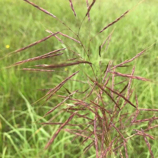 Capillipedium spicigerum Flower