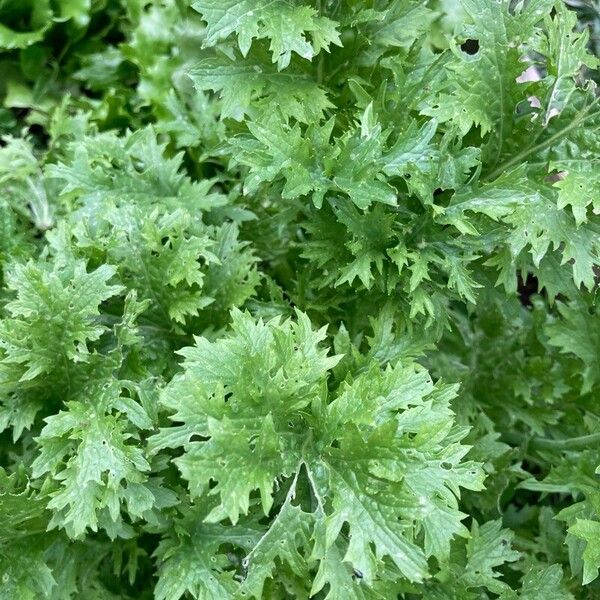 Brassica juncea Deilen