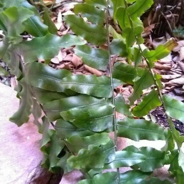 Nephrolepis biserrata Leaf