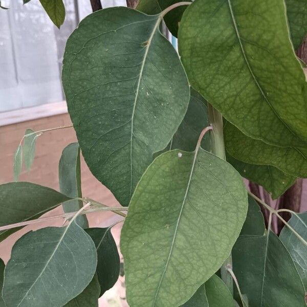 Eucalyptus robusta Листок