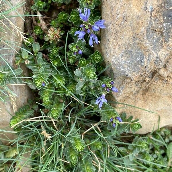 Veronica nummularia Fleur