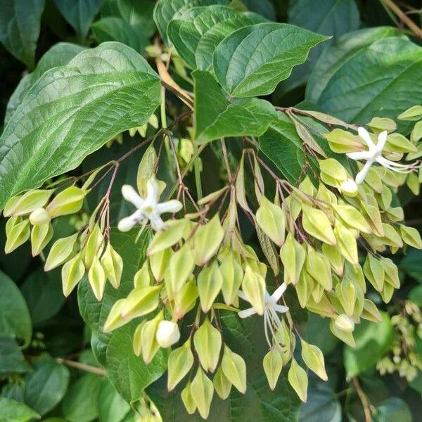 Clerodendrum indicum Fiore