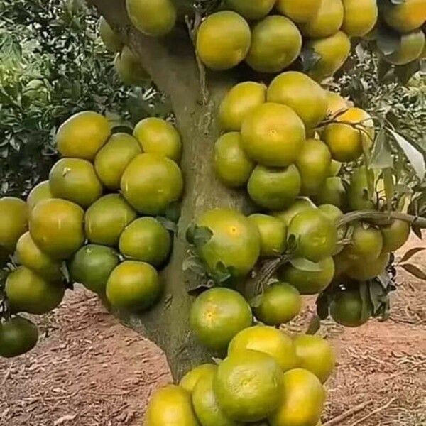 Ficus hispida Fruit