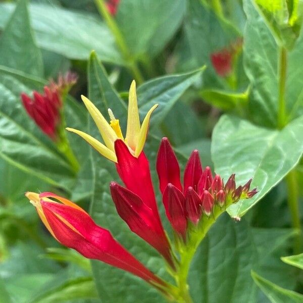 Spigelia marilandica फूल