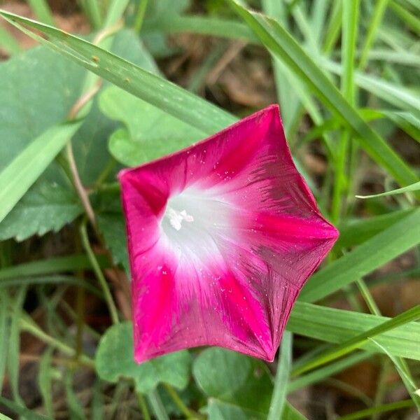 Ipomoea purpurea Flower