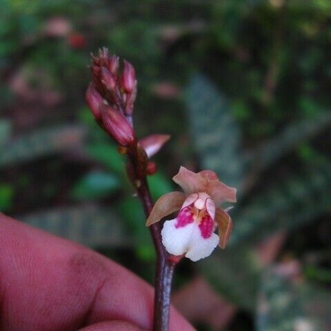 Oeceoclades maculata Цвят