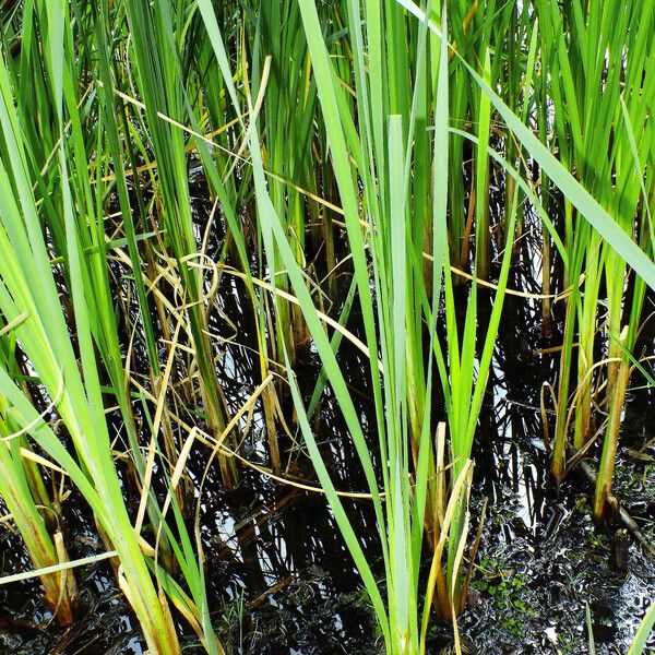 Typha angustifolia Blad