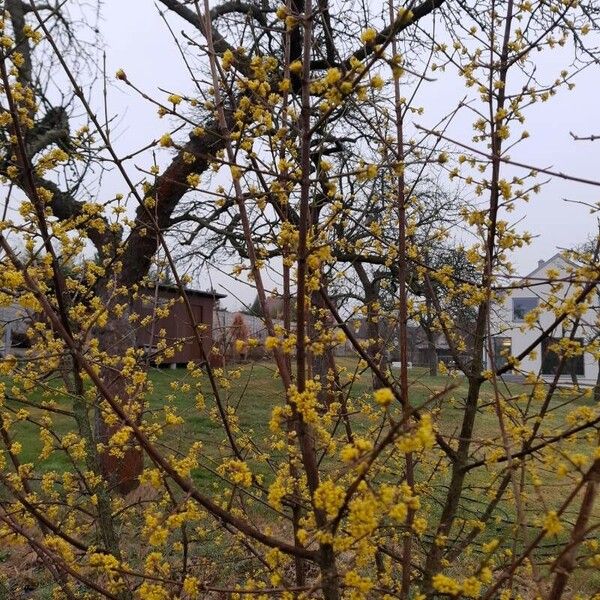 Cornus mas Blüte